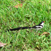 Pin-tailed Whydah